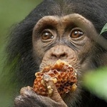 Chimpanzee